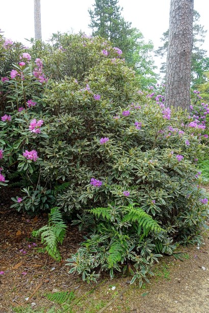 Висота рододендрона Варієгатум